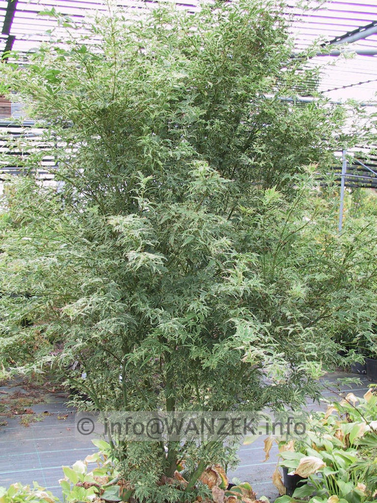 Acer palmatum Butterfly Sol.jpg